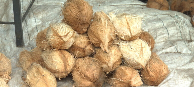 Coco mais caro e mais escasso na Cidade de Maputo