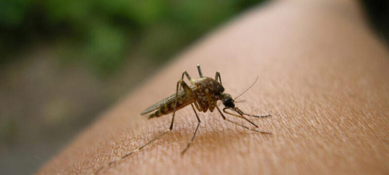 Aumento de casos de malária preocupa Governo de Tete