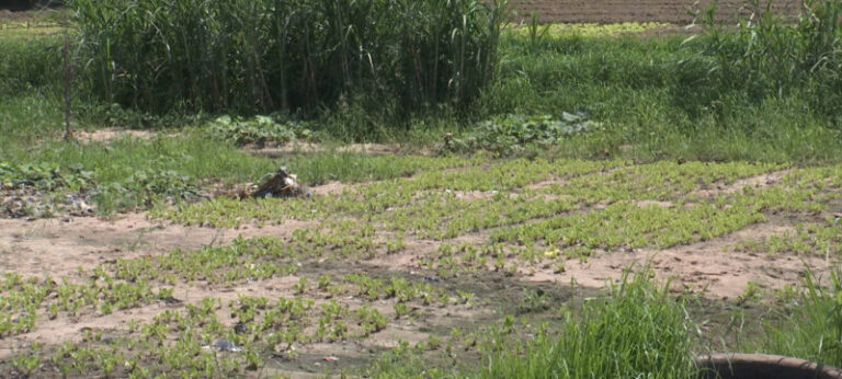 Há falta de hortícolas nas “machambas” do vale do Infulene